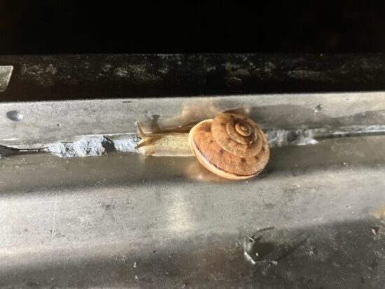 カタツムリ